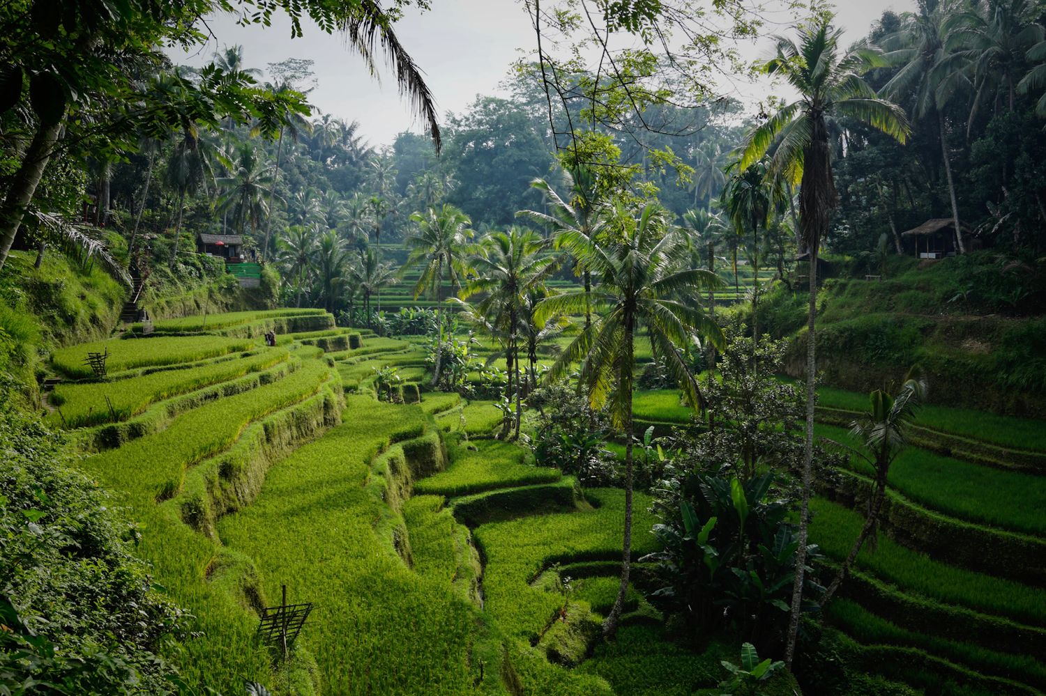 Investing in Paradise: Bali Properties