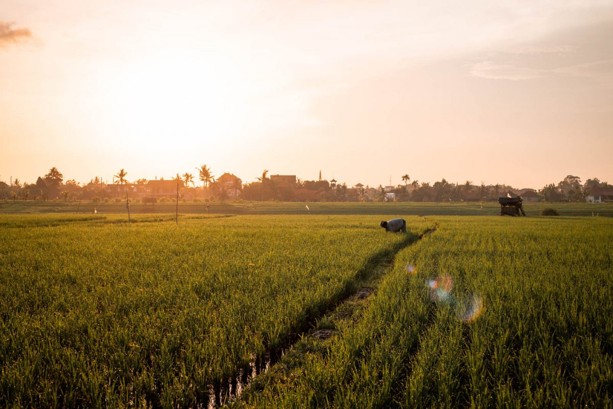 Investing in Paradise: Bali Properties