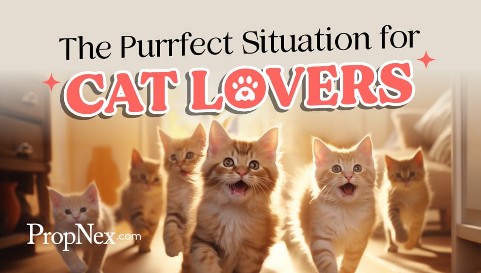 The Purrfect Situation for Cat Lovers